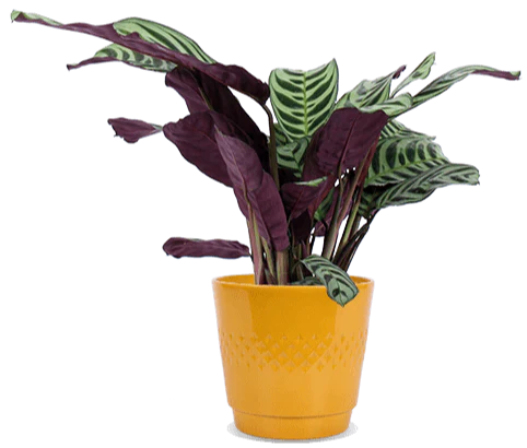 Ctenanthe burle-marxii (S)