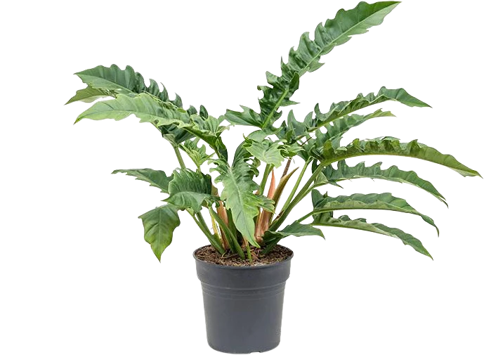 Philodendron narrow (Baumfreund) (M)