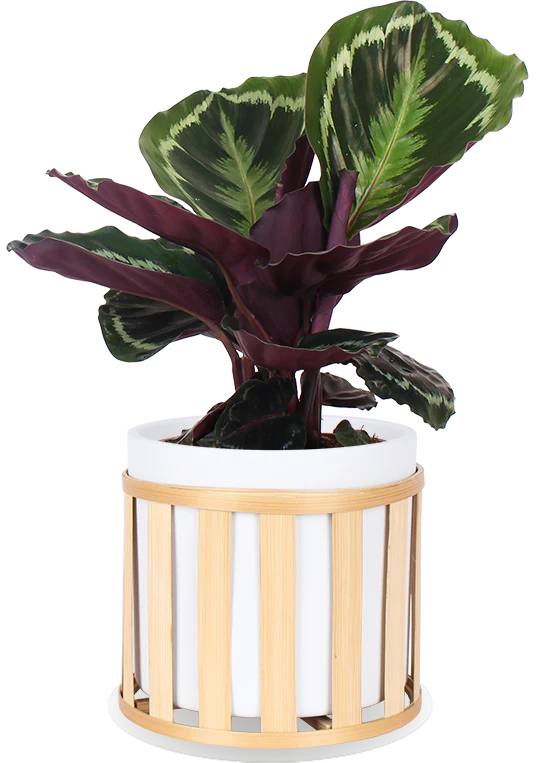 Calathea medallion (Korbmarante) (S)