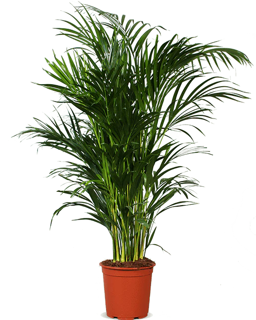 Areca Palme (Goldfruchtpalme) (L)