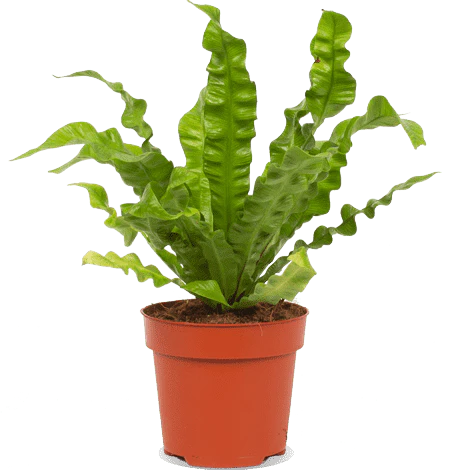 Asplenium crispy wave (Nestfarn) (S)
