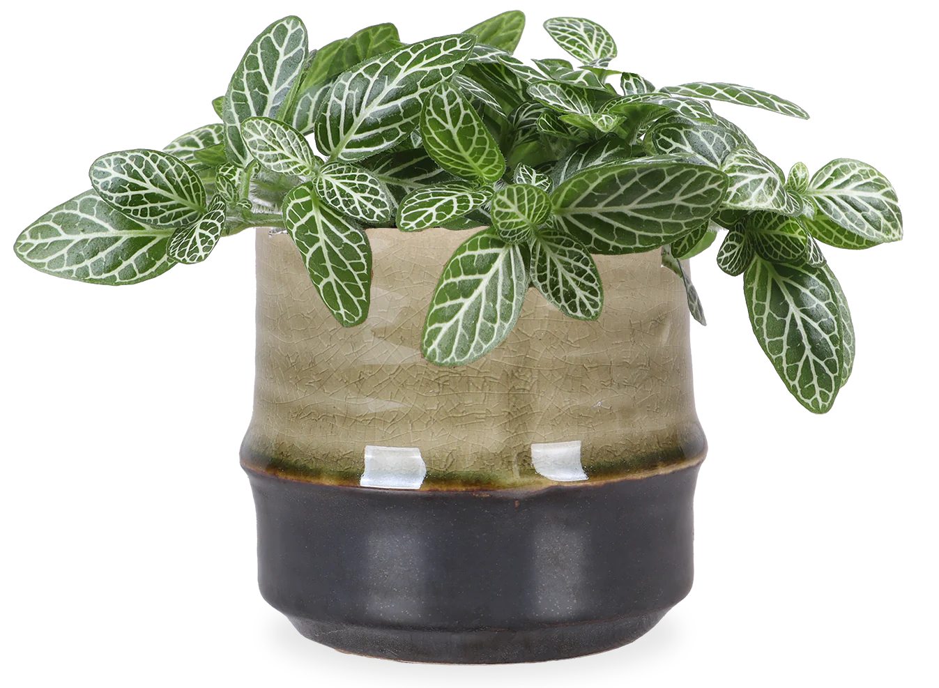 Fittonia verschaffeltii (Mosaikpflanze)(XS)