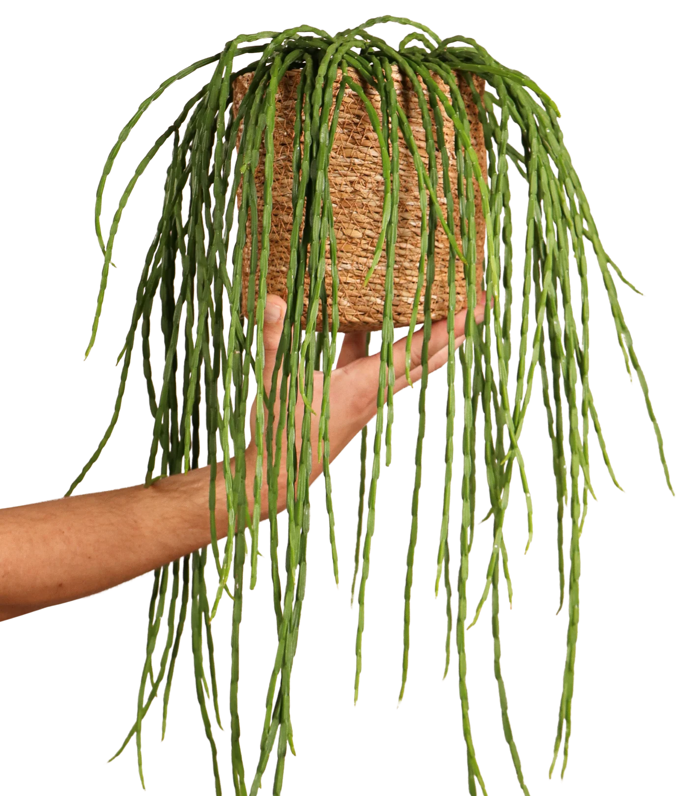 Rhipsalis paradoxa (Korallenkaktus) (s)
