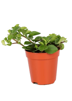 Peperomia rotundifolia (Zwergpfeffer) (XS)