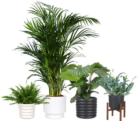 Marty die Palme & das Swing Trio