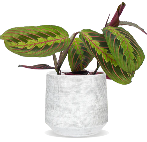 Maranta leuconeura fascinator tricolor (Pfeilwurz) (S)