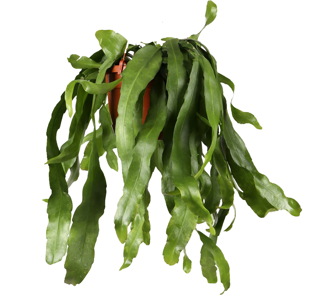 Epiphyllum pumilum (Zwergiger Blattkaktus) (M)