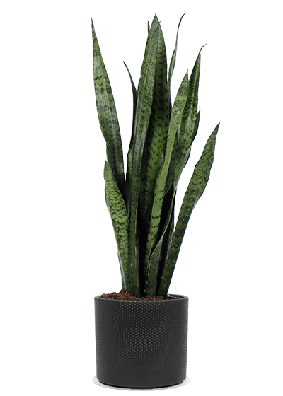 Sansevieria zeylanica (Bogenhanf) (M)