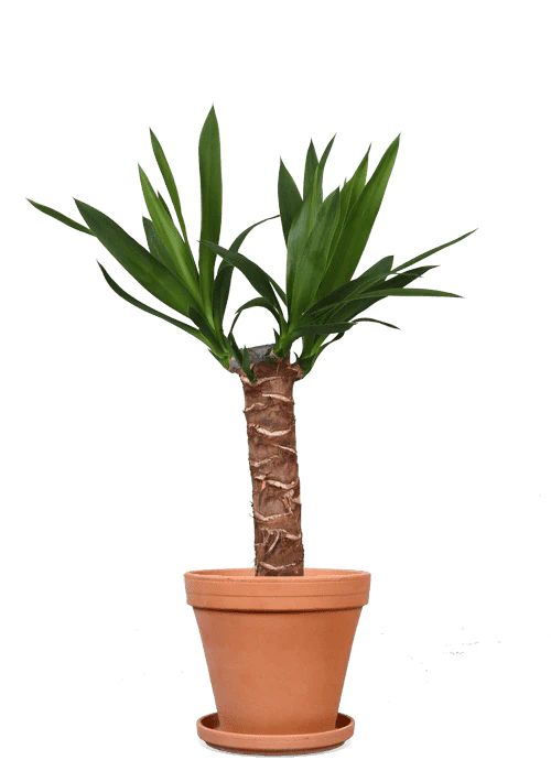 Yucca (Palmlilie) (S)