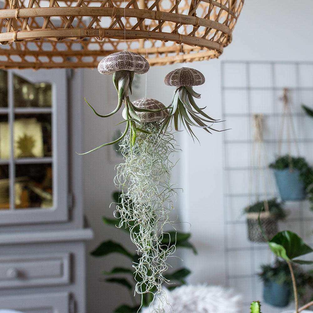 Tillandsia multiflora aus der Muschel (Luftpflanze) (XS)