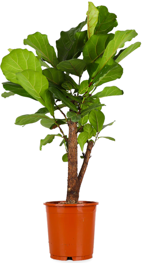 Ficus lyrata verzweigter Stamm (Geigenfeige) (L)