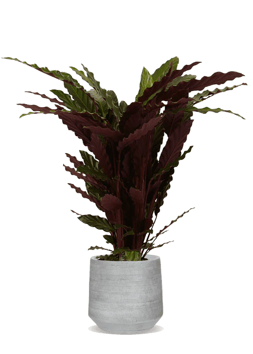 Calathea rufibarba (Korbmarante) (M)