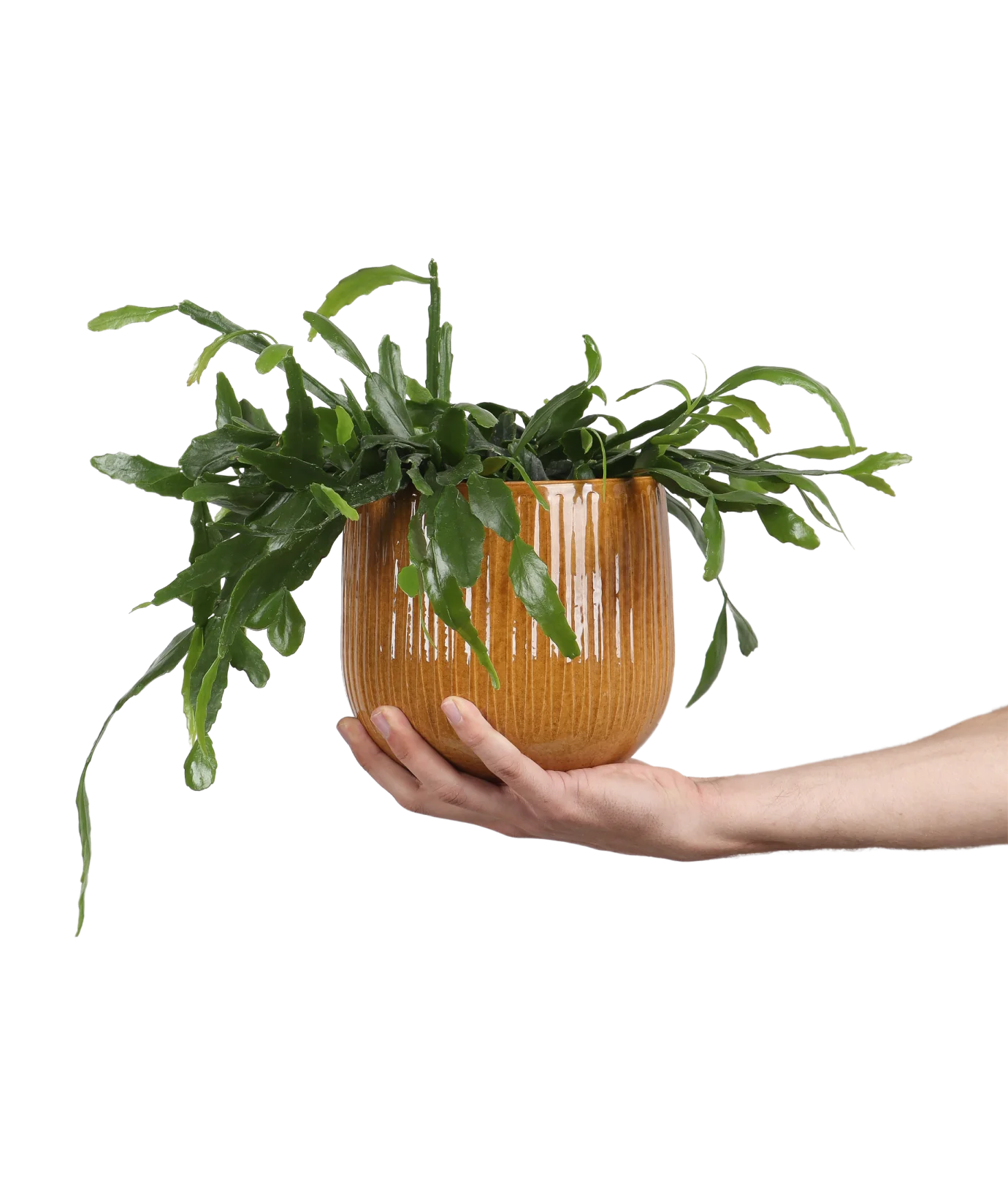 Rhipsalis crispata (Rutenkaktus) (S)