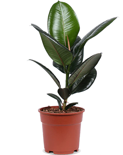 Ficus robusta (Gummibaum) (M)