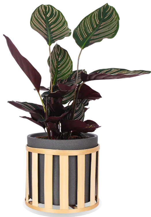 Calathea ornata (Korbmarante) (M)