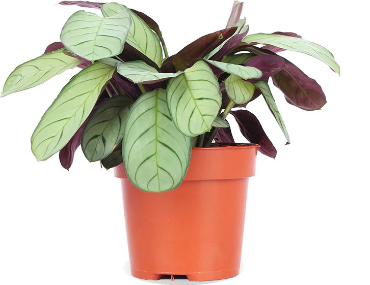 Ctenanthe amagris (S)