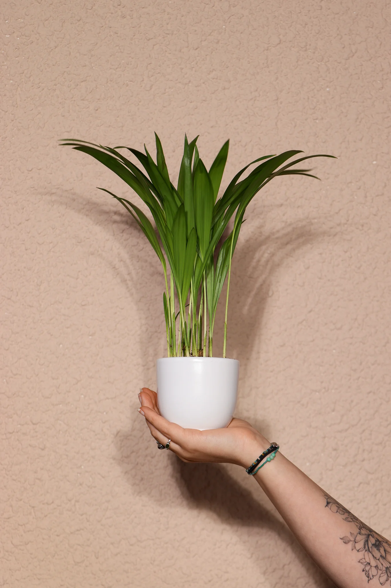 Areca Palme (Goldfruchtpalme) (XS)