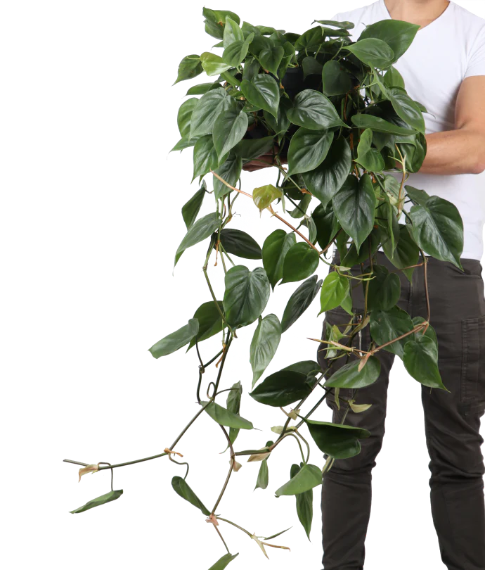 Philodendron scandens (Kletter-Philodendron) (M)