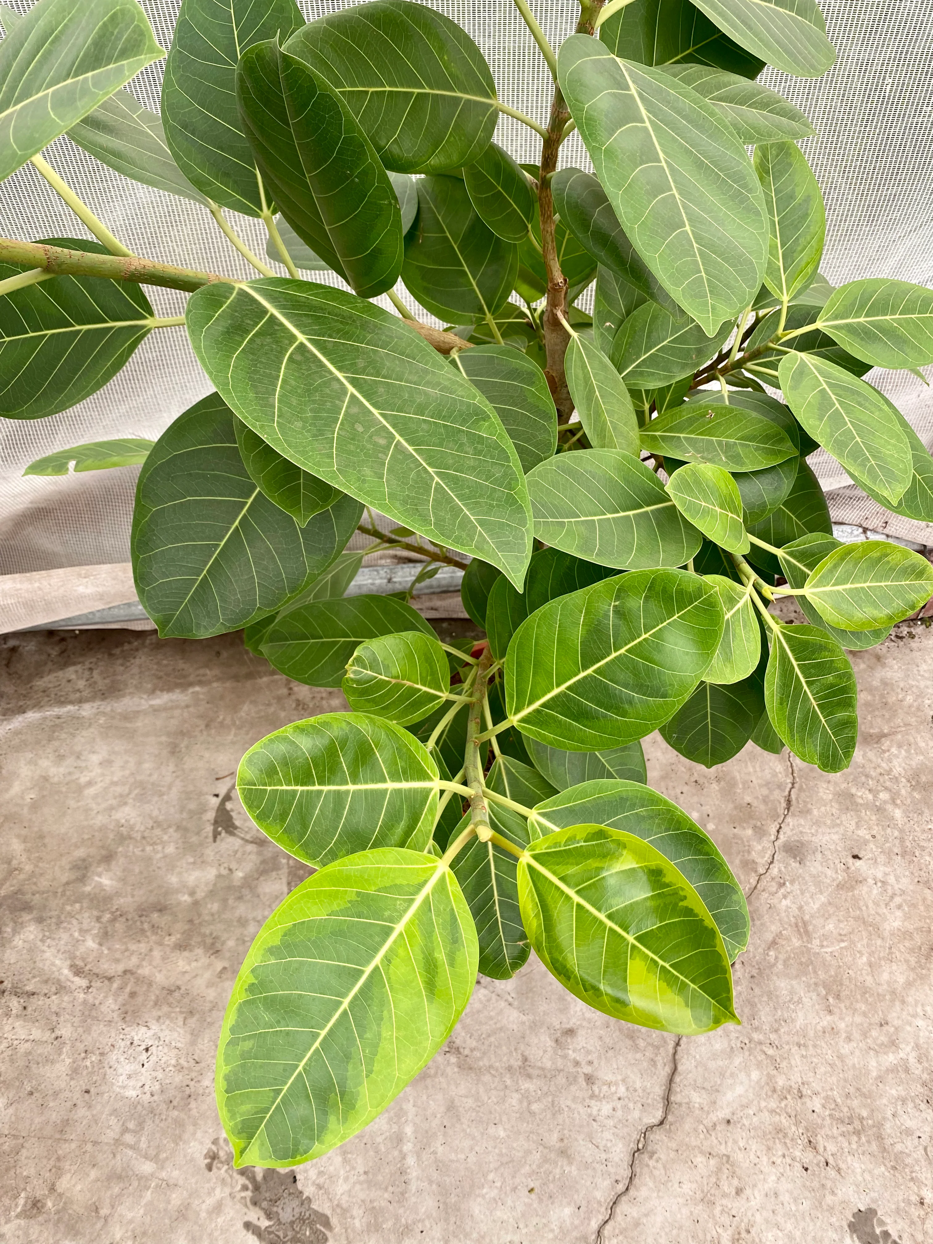Ficus benghalensis altissima (Groggy Zweige)