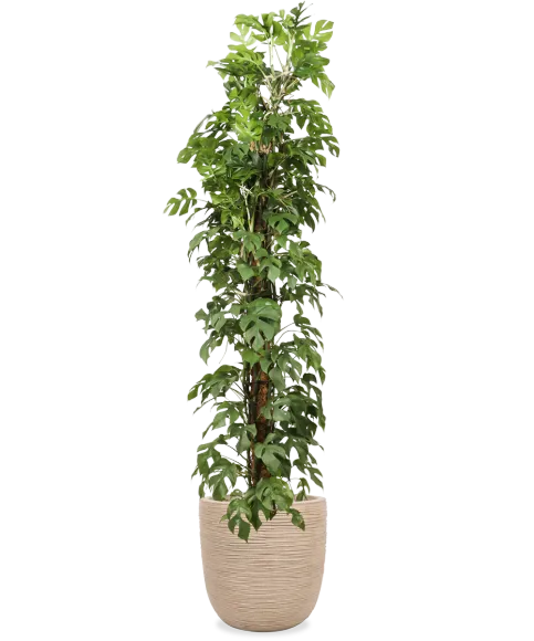 gummibaum baum Gummibaum (Ficus elastica) 'Robusta' kaufen