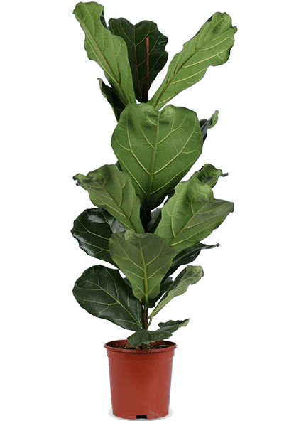 Ficus lyrata (Geigenfeige) (L)