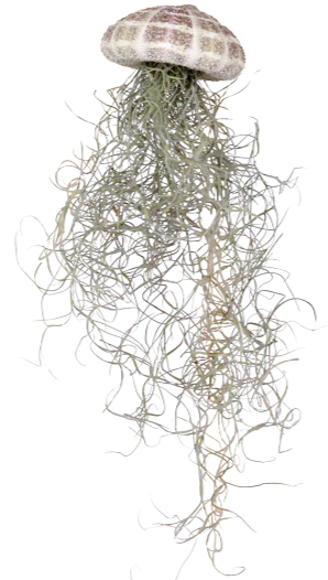 Tillandsia usneoides aus der Muschel (Luftpflanze) (XS)