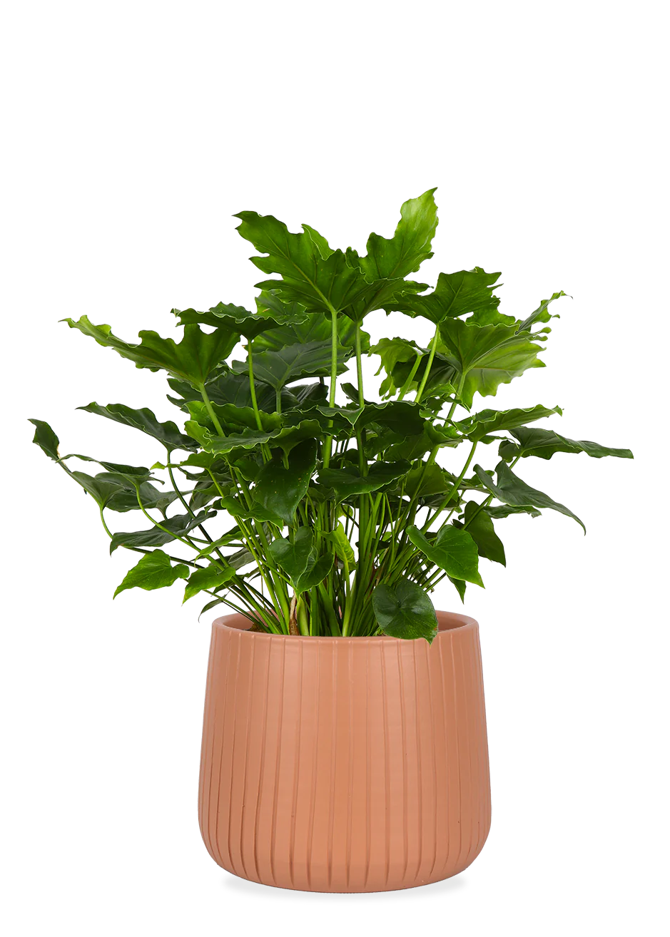 Philodendron shangri-la (Baumfreund)