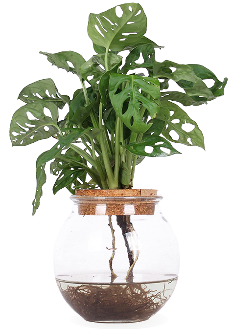 Monstera adansonii in Wasser (Monkey leaf) (S)