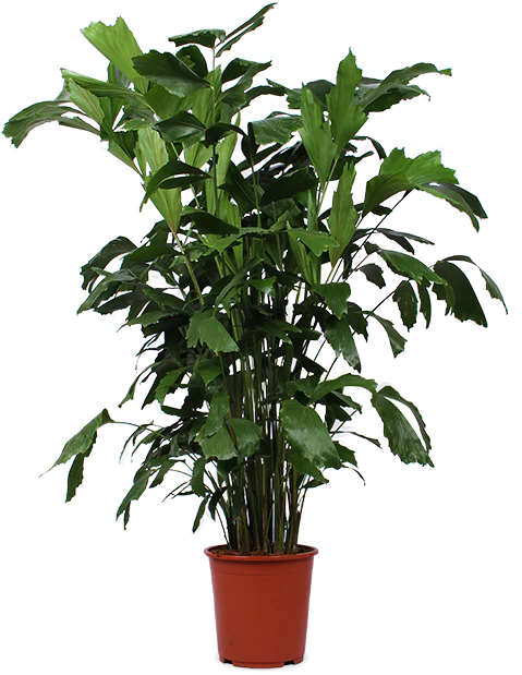 Caryota mitis (Fischschwanzpalme) (XL)