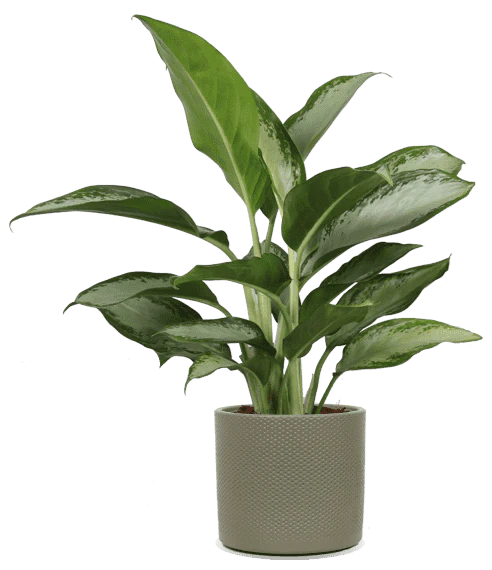Aglaonema silverbay (Kolbenfaden) (M)