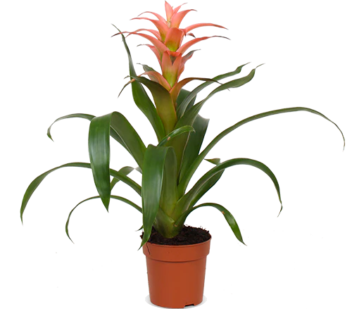 Guzmania melissa (Bromelie)