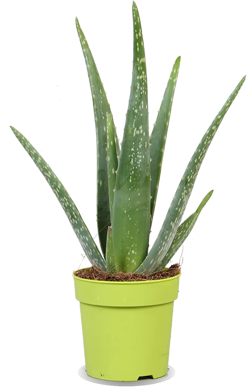 Alo vera (S) (35cm)