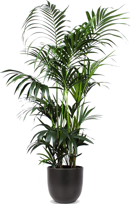 Howea forsteriana (Kentiapalme) (XL)