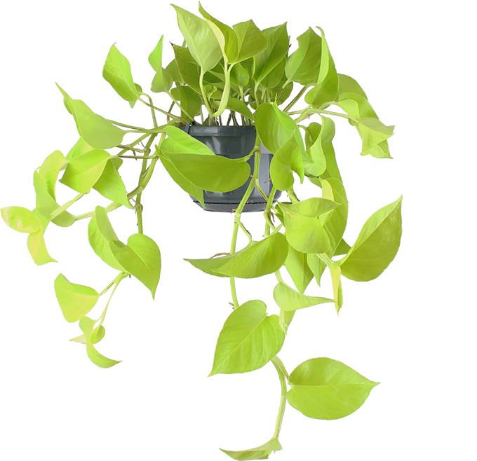 Epipremnum pinnatum golden pothos (Efeutute) (S) (40cm)