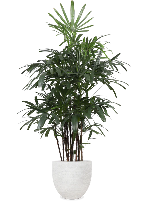Rhapis excelsa (Steckenpalme) (XL)
