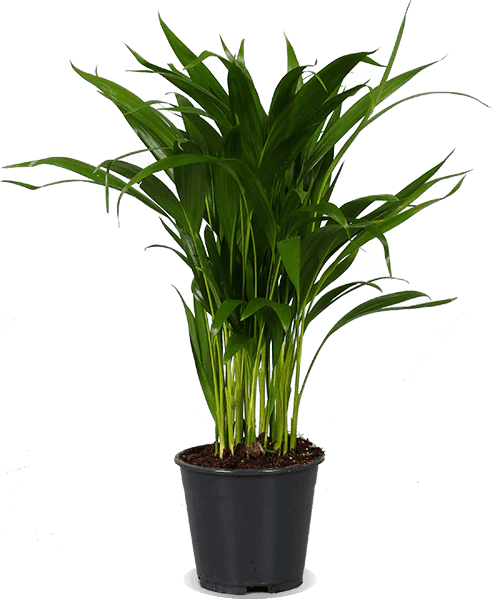 Areca Palme (Goldfruchtpalme) (M)