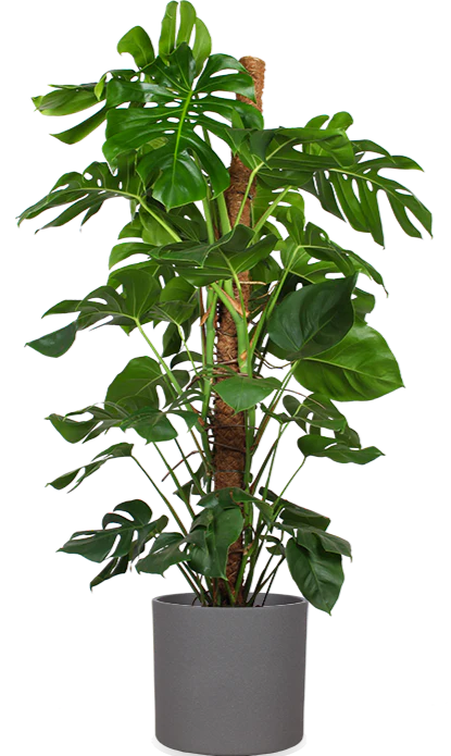 Monstera pertusum (Fensterblatt) (XL)