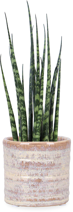 Sansevieria fernwood mikado (Bogenhanf) (XS)