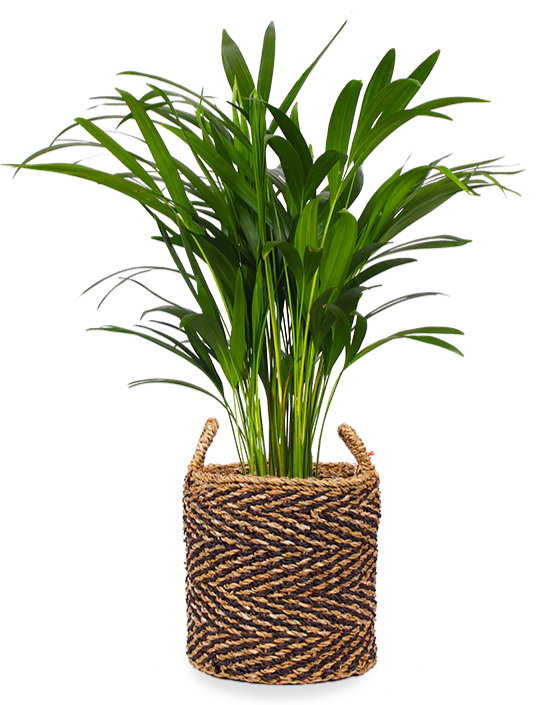Areca Palme (Goldfruchtpalme) (M)