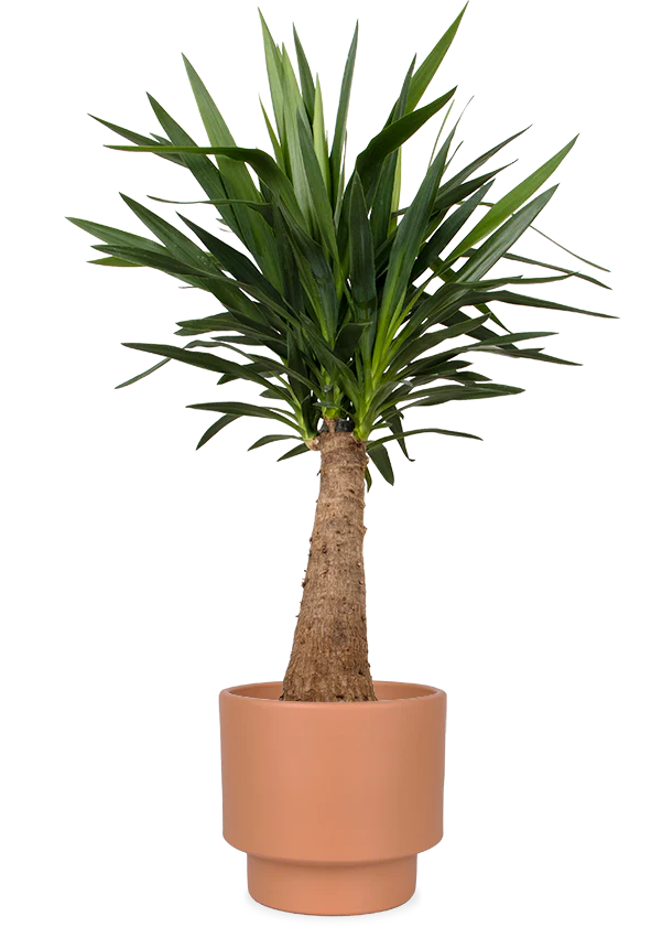 Yucca maya tree (Palmlilie) (L)