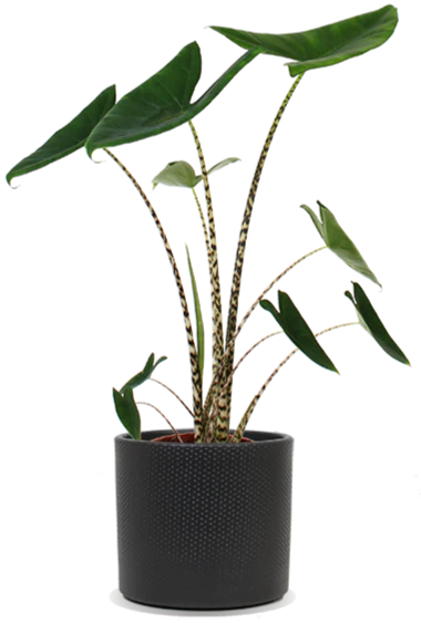 Alocasia zebrina (Elefantenohr) (M)