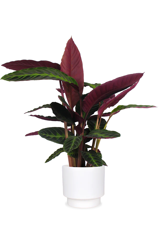Calathea warscewiczii (Korbmarante) (M)