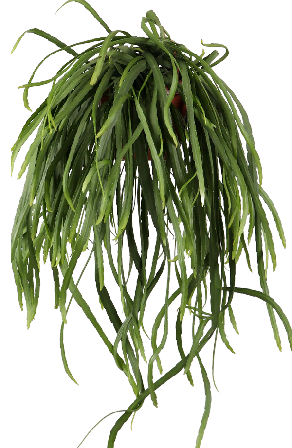 Lepismium bolivianum (Blattkaktus) (S)