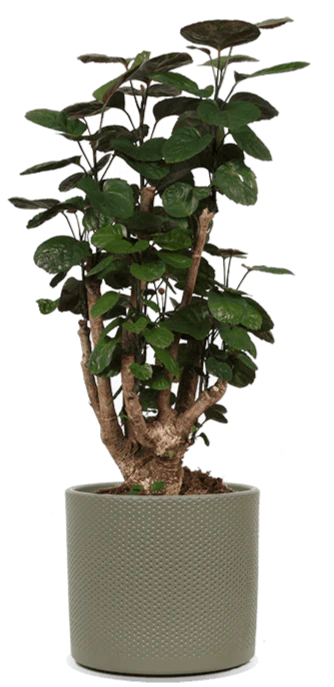 Polyscias fabian (Fiederaralie) (M)