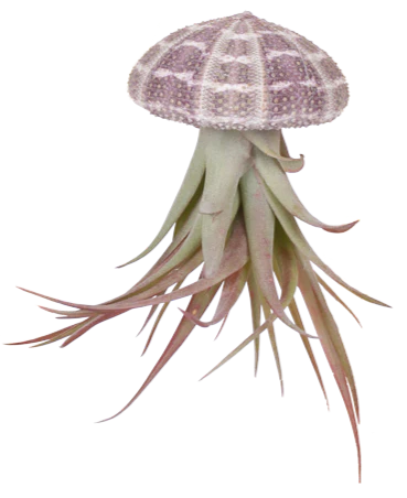 Tillandsia multiflora aus der Muschel (Luftpflanze) (XS)