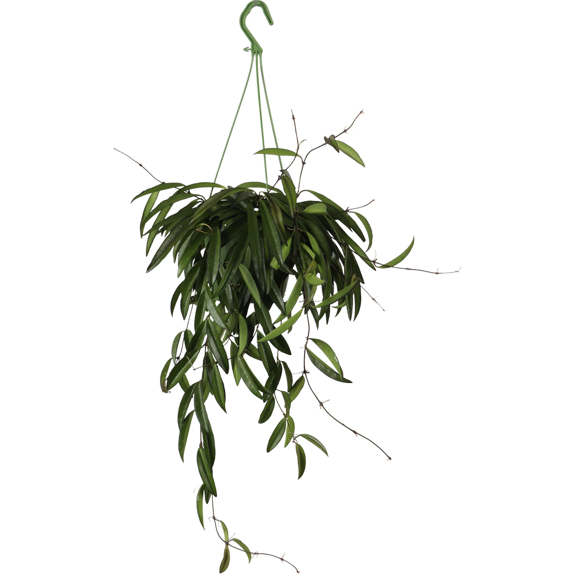 Hoya Wayetti (Wachsblume) (S)