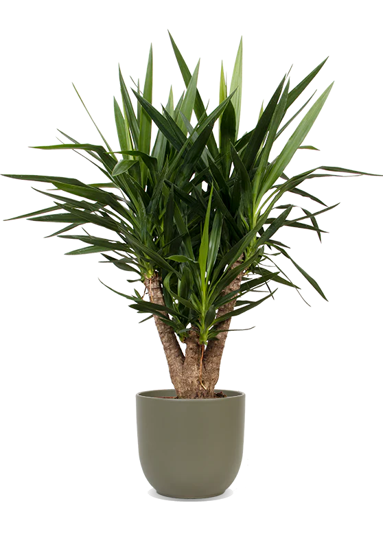 Yucca verzweigter Stamm (Palmlilie) (L)