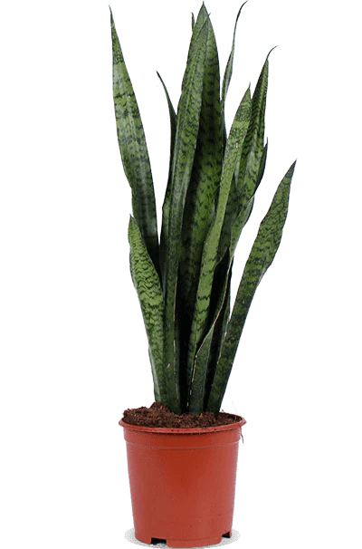 Sansevieria zeylanica (Bogenhanf) (M)