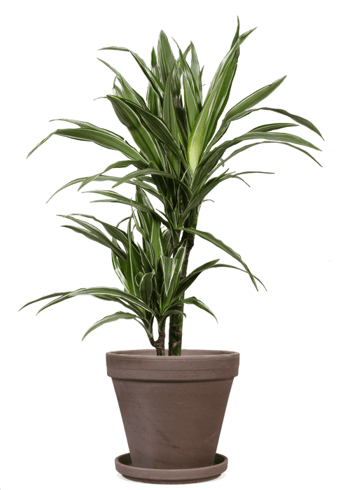 Dracaena warneckei (Drachenbaum) (M)