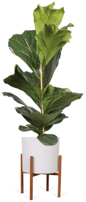 Ficus lyrata (Geigenfeige) (L)